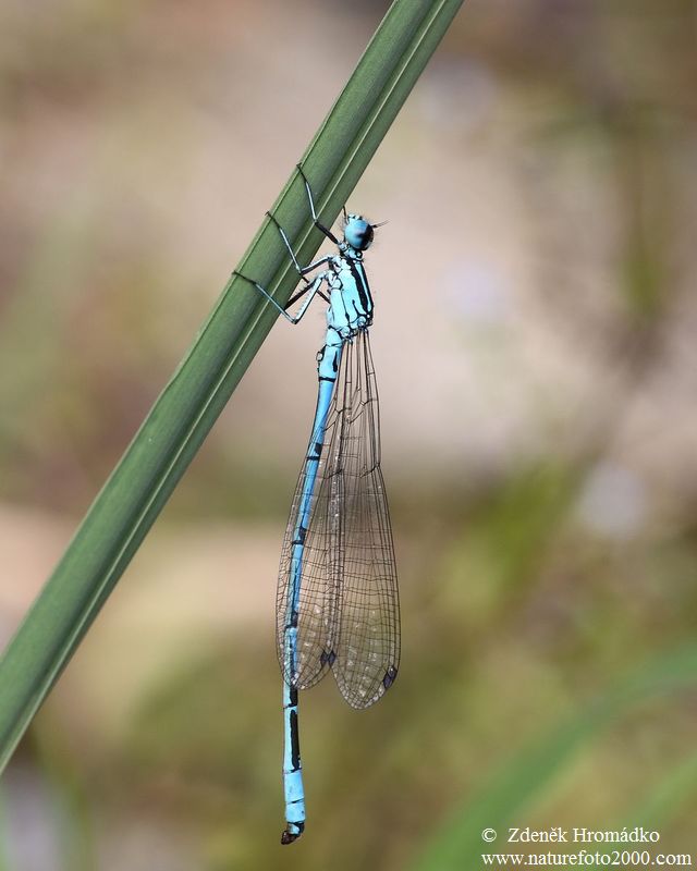 Azure damselfly Bluet, Coenagrion puella (Dragonflies, Odonata)